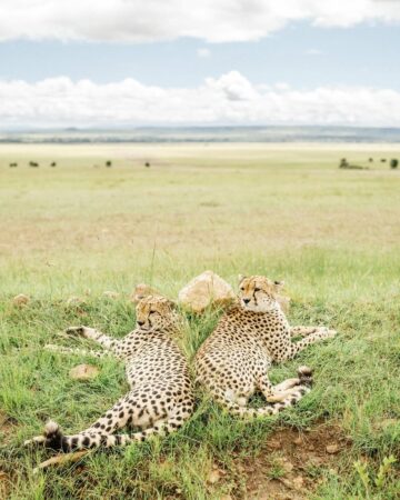 Tanzania Safari